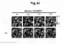 Fig. 11 - hTRPA1-activating composition and use thereof