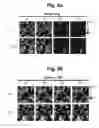 Fig. 14 - hTRPA1-activating composition and use thereof