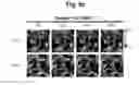Fig. 15 - hTRPA1-activating composition and use thereof