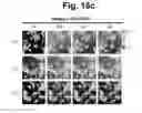 Fig. 26 - hTRPA1-activating composition and use thereof