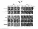 Fig. 36 - hTRPA1-activating composition and use thereof