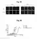 Fig. 37 - hTRPA1-activating composition and use thereof
