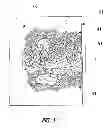 Fig. 02 - PACKAGED FOOD PRODUCT AND METHOD OF MAKING SAME