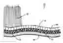 Fig. 01 - Synthetic turf having a cooling layer