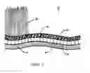 Fig. 03 - Synthetic turf having a cooling layer
