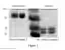 Fig. 02 - Process for preparing a surface coated by crosslinked polyelectrolyte multilayer films as a biomimetic reservoir for proteins