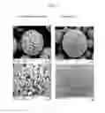 Fig. 02 - PREPARATION METHOD OF LITHIUM TITANIUM COMPOSITE OXIDE DOPED WITH DISSIMILAR METAL, AND LITHIUM TITANIUM COMPOSITE OXIDE DOPED WITH DISSIMILAR METAL PREPARED THEREBY