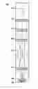 Fig. 01 - Drawing apparatus, and method of manufacturing article