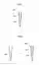 Fig. 02 - Root canal filling material containing mesenchymal stem cells and method for regenerating dental tissue using the same