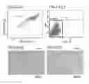 Fig. 19 - Root canal filling material containing mesenchymal stem cells and method for regenerating dental tissue using the same
