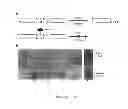 Fig. 12 - Composition and methods related to modification of 5-methylcytosine (5-mC)