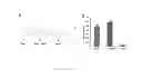Fig. 13 - Composition and methods related to modification of 5-methylcytosine (5-mC)