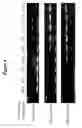 Fig. 09 - SELECTIVE AMPLIFICATION AND DETECTION OF MUTANT GENE ALLELES