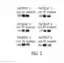 Fig. 12 - COMPOSITION FOR DIAGNOSING, TREATING, AND PREVENTING AGE-RELATED MACULAR DEGENERATION AND METHOD FOR DIAGNOSING AGE-RELATED MACULAR DEGENERATION