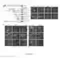 Fig. 06 - Botulinum Neurotoxin E Receptors and Uses Thereof