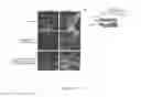Fig. 08 - Botulinum Neurotoxin E Receptors and Uses Thereof
