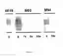 Fig. 22 - AMYLOID BETA-DERIVED DIFFUSIBLE LIGANDS (ADDLs), ADDL-BINDING MOLECULES, AND USES THEREOF