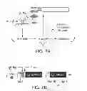 Fig. 04 - Method for making multispecific antibodies having heteromultimeric and common components