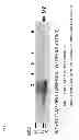 Fig. 06 - Method for producing virus vector for gene transfer