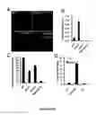 Fig. 06 - Lipid Production