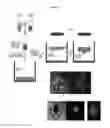 Fig. 05 - Systems and methods for magnetic guidance and patterning of materials