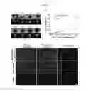 Fig. 13 - Systems and methods for magnetic guidance and patterning of materials