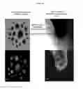 Fig. 15 - Systems and methods for magnetic guidance and patterning of materials