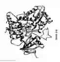 Fig. 32 - Cytochrome P450 oxygenases