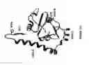 Fig. 33 - Cytochrome P450 oxygenases