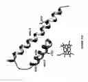 Fig. 34 - Cytochrome P450 oxygenases