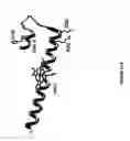Fig. 35 - Cytochrome P450 oxygenases
