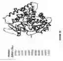 Fig. 37 - Cytochrome P450 oxygenases
