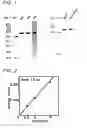Fig. 02 - DNA polymerases