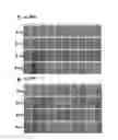 Fig. 02 - Medium composition for rejuvenating stem cells