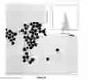 Fig. 08 - Metallic nanoparticle synthesis with carbohydrate capping agent