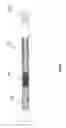 Fig. 12 - FLEXIBLE SHAFT ASSEMBLY