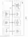 Fig. 14 - Multiple tagging of individual long DNA fragments