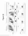 Fig. 05 - Flow cytometry assay methods