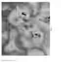 Fig. 12 - Haptens, hapten conjugates, compositions thereof preparation and method for their preparation and use