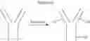 Fig. 238 - Haptens, hapten conjugates, compositions thereof preparation and method for their preparation and use
