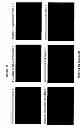 Fig. 42 - Methods and Compositions for the Treatment and Diagnosis of Bladder Cancer