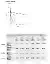 Fig. 03 - Methods for preventing or treating disorders by increasing bioavailability of iron and related pharmaceutical formulation