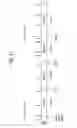 Fig. 75 - FGF21 mutants comprising a mutation at position 98, 171 and/or 180