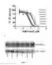 Fig. 04 - Small molecule modulators of pRb inactivation