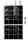 Fig. 12 - Esters of DCPLA and methods of treatment using the same