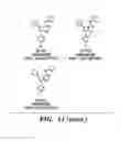Fig. 20 - Inhibitors of phosphodiesterase 11 (PDE11)