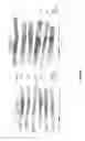 Fig. 02 - USES OF 3'-DESFERRITHIOCIN ANALOGS
