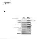 Fig. 10 - NITRATED SPHINGOSINE 1-PHOSPHATE 3 RECEPTOR AS A PREDICTOR OF ACUTE LUNG INJURY-ASSOCIATED MORTALITY
