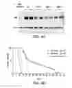 Fig. 07 - Non-ionic, low osmolar contrast agents for delivery of antisense oligonucleotides and treatment of disease