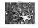 Fig. 20 - Long-acting injectable moxidectin formulations and novel moxidectin crystal forms
